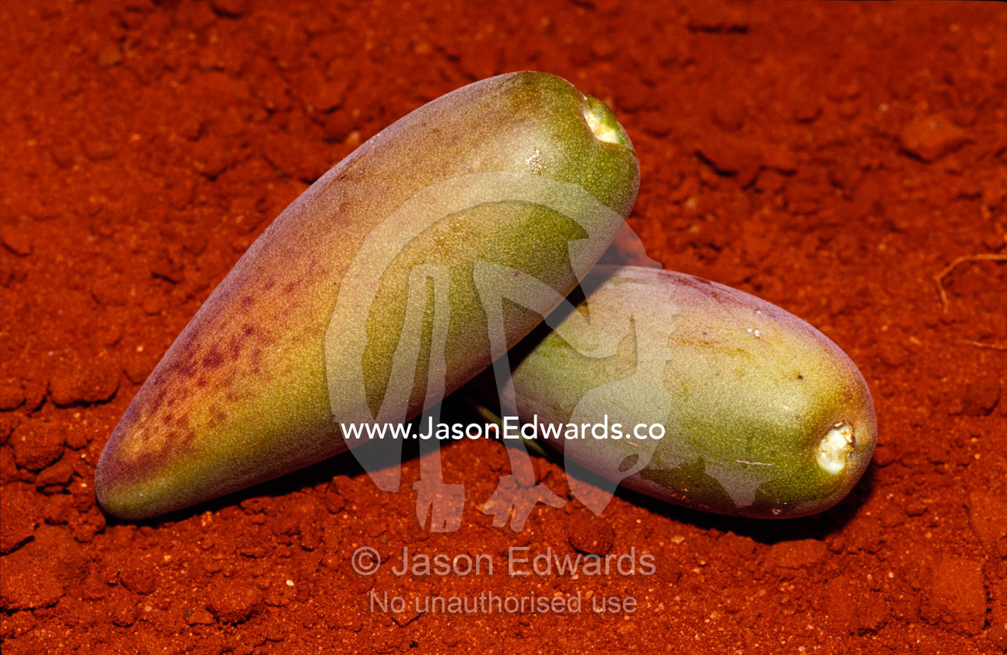 The Aboriginal desert bush tucker food, the Bush Banana. Alice Springs Desert Park, Northern Territory, Australia.