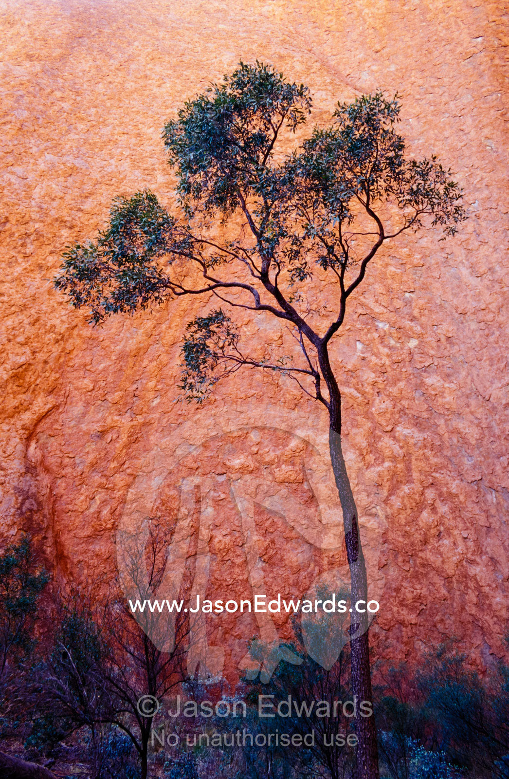 A Desert Bloodwood tree against the red sanstone of Uluru, Ayres Rock. Uluru Kata Tjuta National Park, Northern Territory, Australia.