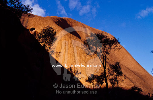 Trees silhouette against Uluru, aka Ayres Rock, in the late afternoon. Uluru Kata Tjuta National Park, Northern Territory, Australia.