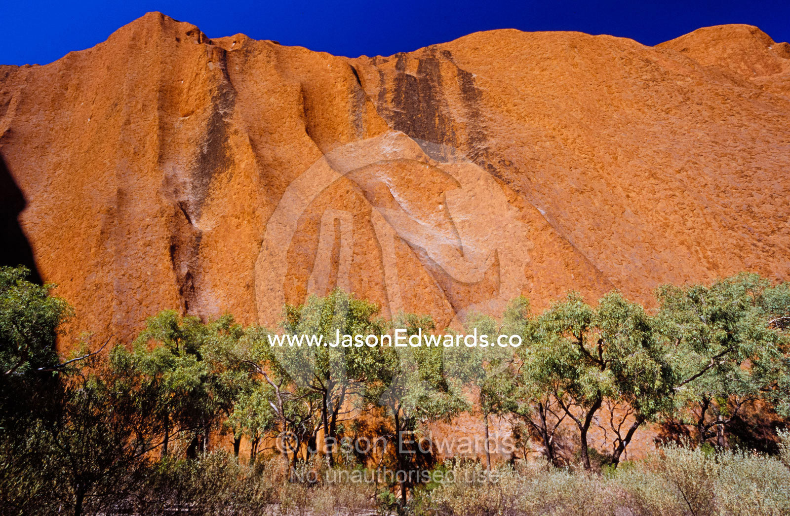 The stark green foliage of Desert Bloodwood's against Uluru's massive. Uluru Kata Tjuta National Park, Northern Territory, Australia.