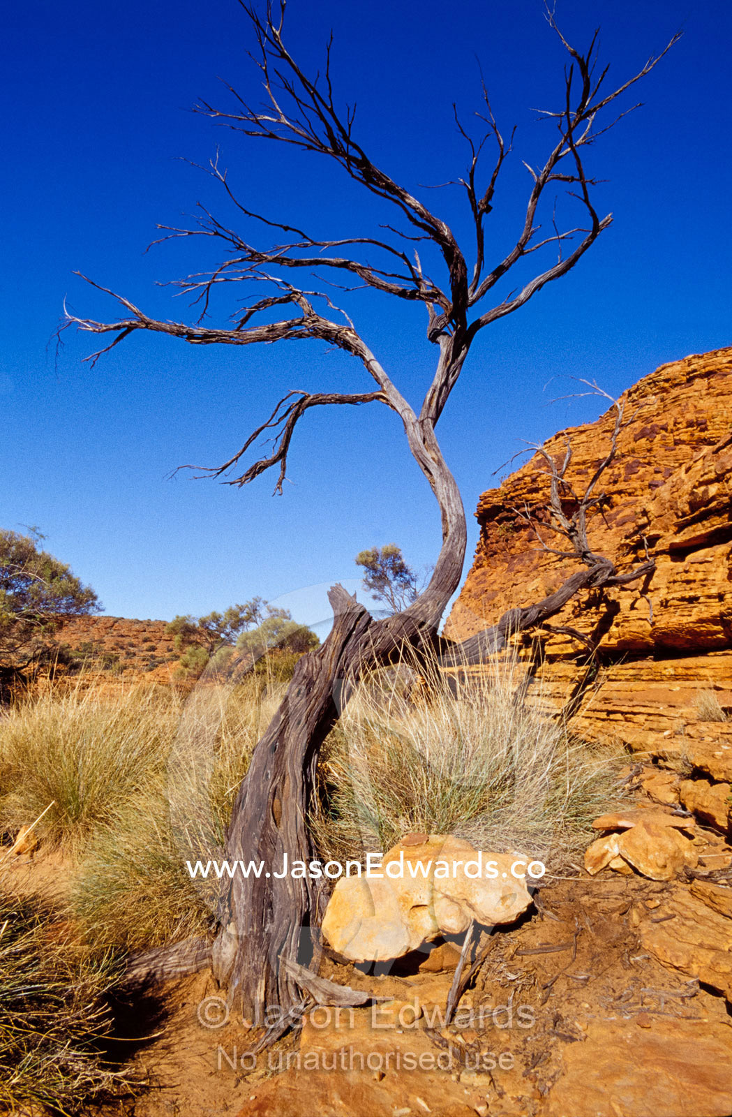 A dead tree emerges from Kings Canyon's Lost City sandstone formation. Watarrka National Park, Northern Territory, Australia.