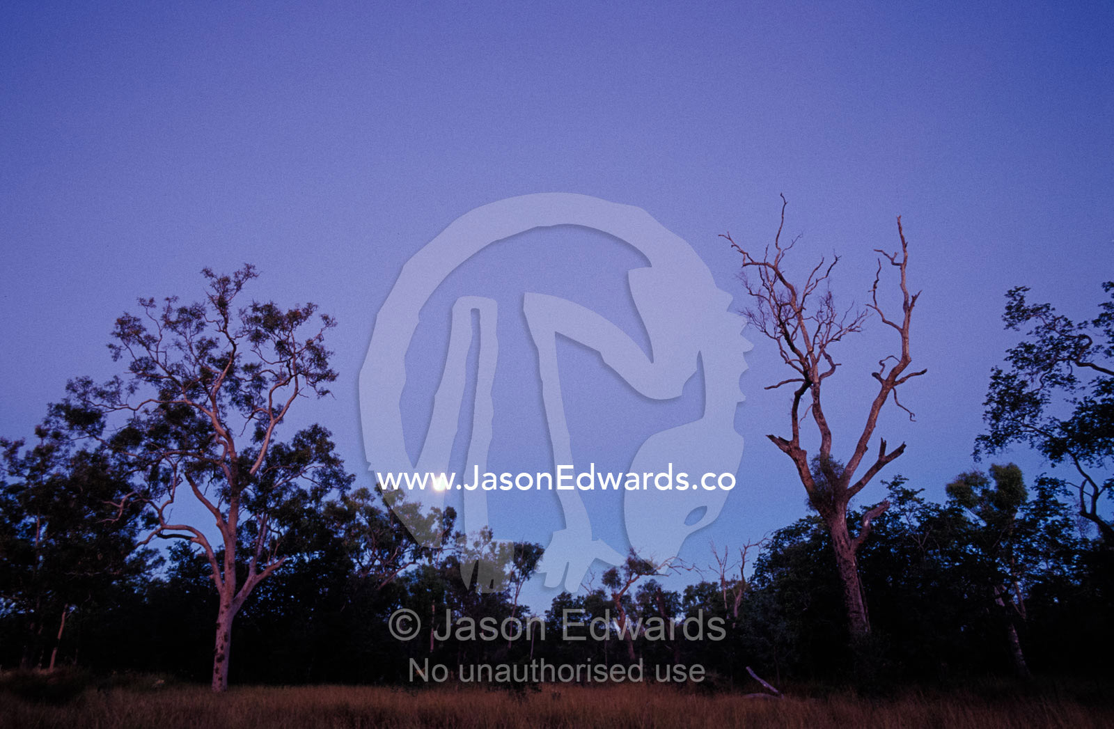 Moonrise over Queenslands Ghost Gum Eucalypts and outback scrub trees. Epping National Park Scientific, Queensland, Australia.