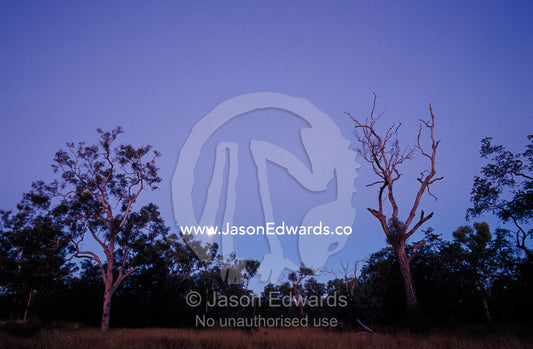 Moonrise over Queenslands Ghost Gum Eucalypts and outback scrub trees. Epping National Park Scientific, Queensland, Australia.