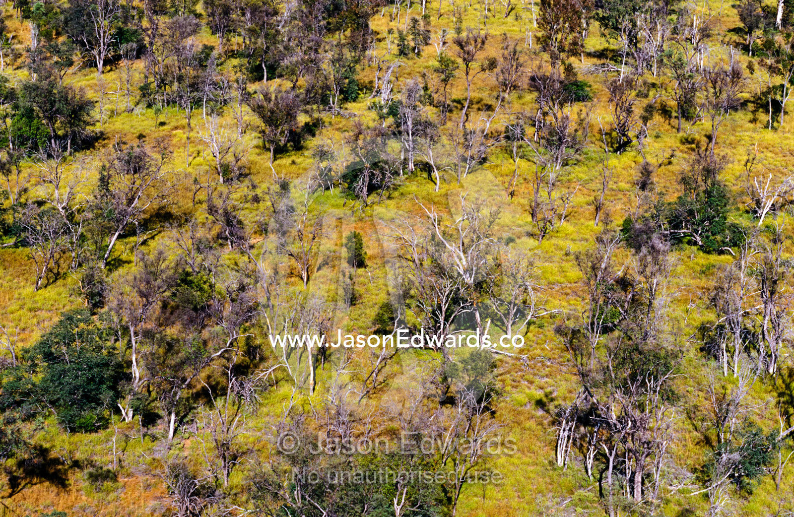 An aerial view of an open woodland with a grassland understorey. Epping National Park Scientific, Queensland, Australia.