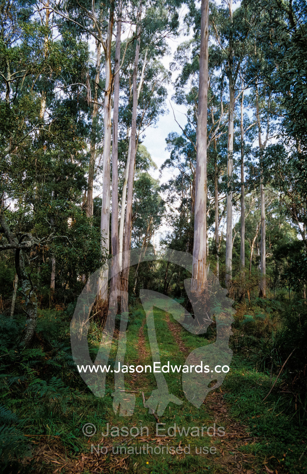Forest track for vehicles running through Manna Gum Eucalypt forest. Yellingbo Nature Conservation Reserve, Victoria, Australia.