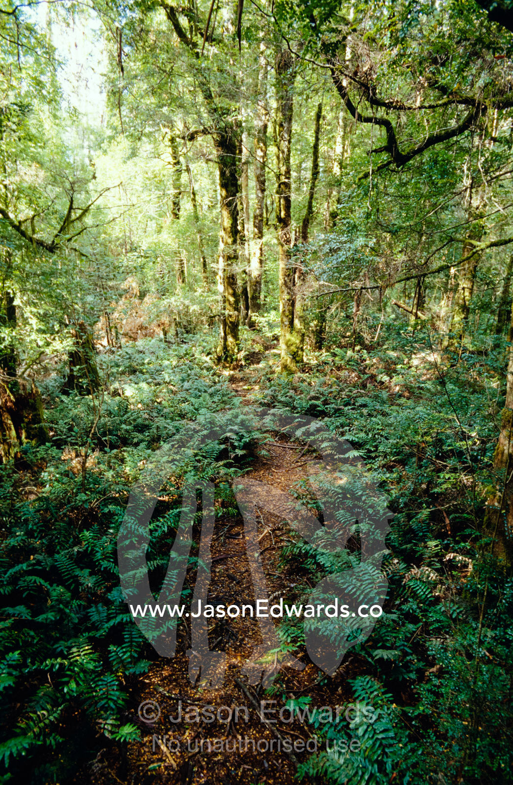A hiking track through cool temperate rainforest and Hard Water Ferns. Cement Creek, Yarra Ranges National Park, Victoria, Australia.