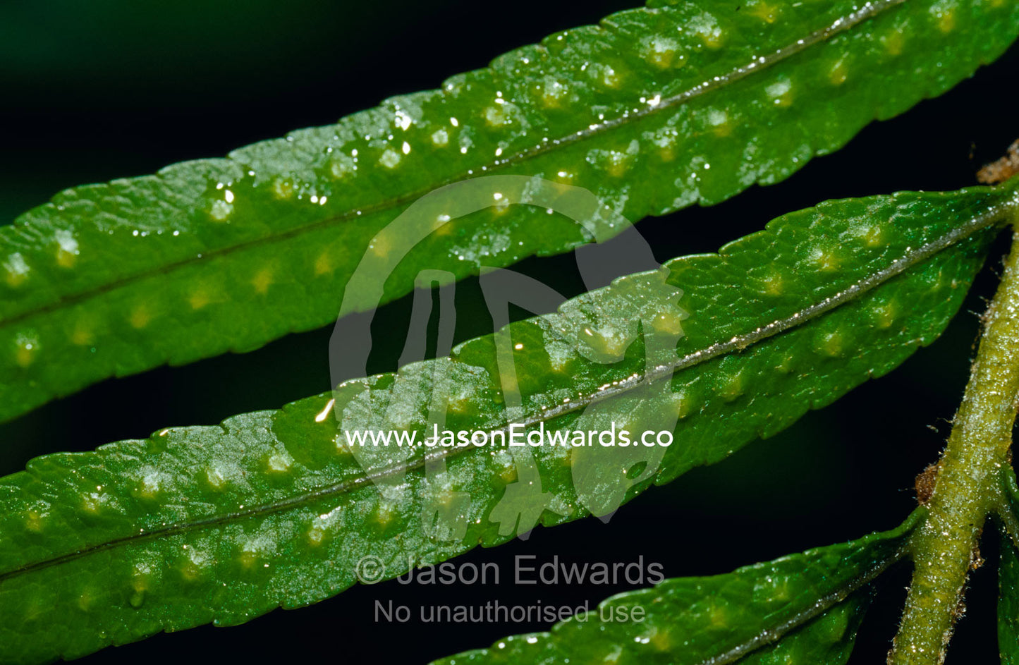Close-up detail of the reproductive spore on a rainforest fern frond. Lake Beacham National Park Queensland Australia.