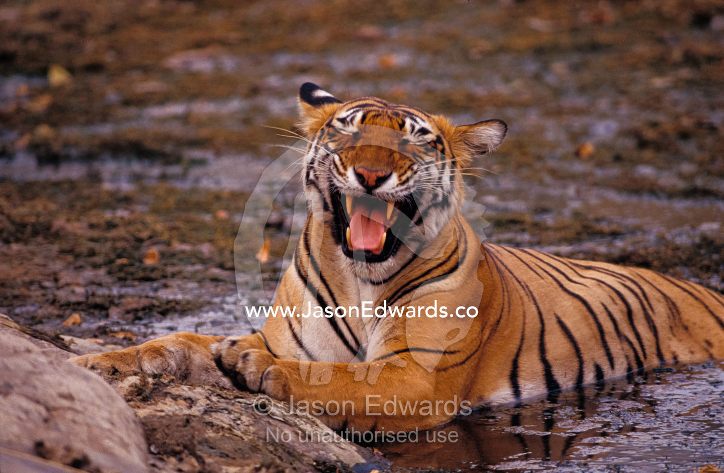 A yawning Bengal Tigress wallows in a mud hole during the dry season. Ranthambhore National Park India.