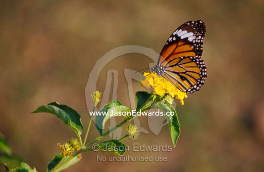 A butterfly feeds on bright yellow flowers in an ornamental garden. Sarnath Varanassi India.