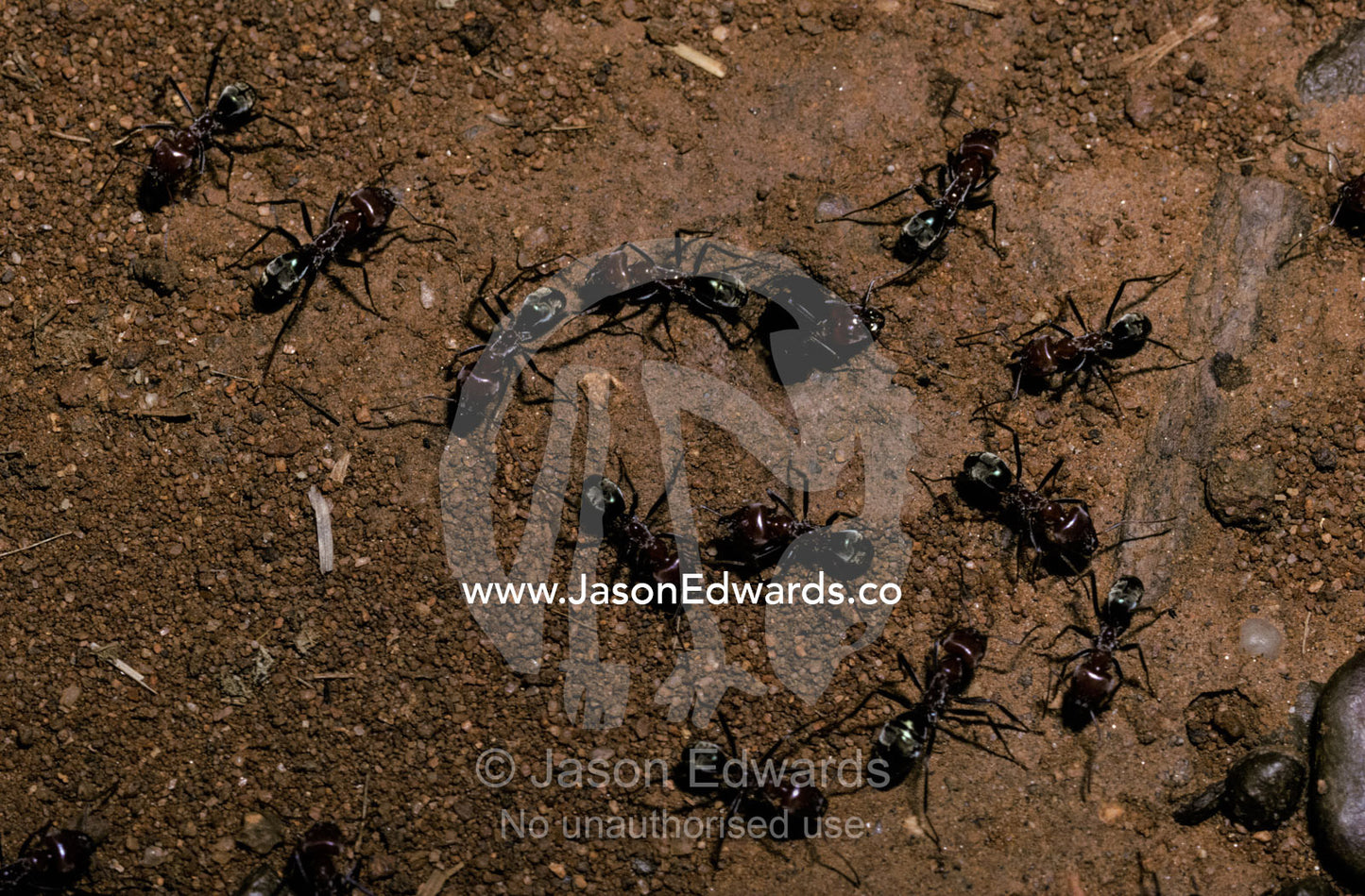 Meat Ants, Iridomyrmex species, defend a colony nest hole from attack. Windjara Gorge, Kimberley Ranges, Western Australia.