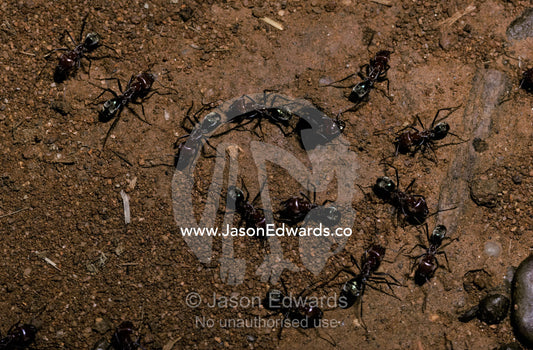Meat Ants, Iridomyrmex species, defend a colony nest hole from attack. Windjara Gorge, Kimberley Ranges, Western Australia.