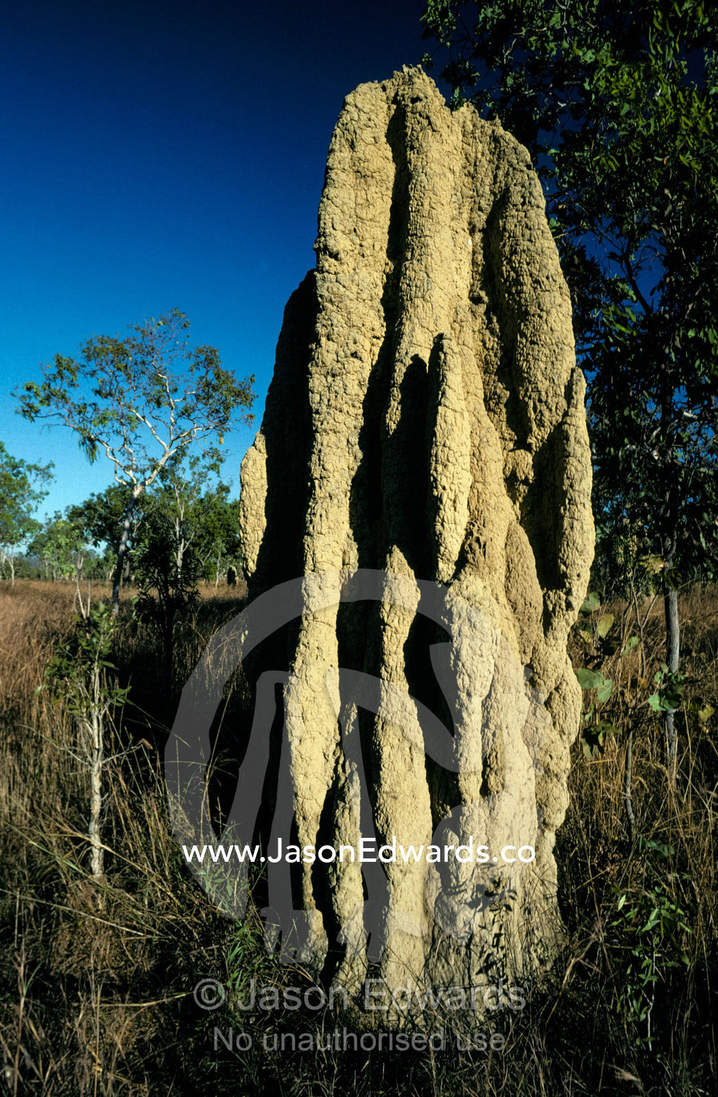 A massive termite colony mound emerges from the Top End grasslands. Gibb River Road, Kimberley Ranges, Western Australia.