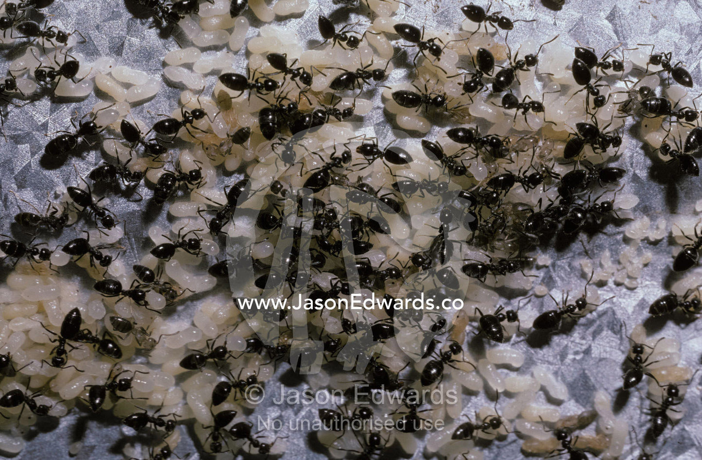 A Black Ant colony protects and cares for it's eggs, larvae and pupae. Scoresby, Victoria, Australia.