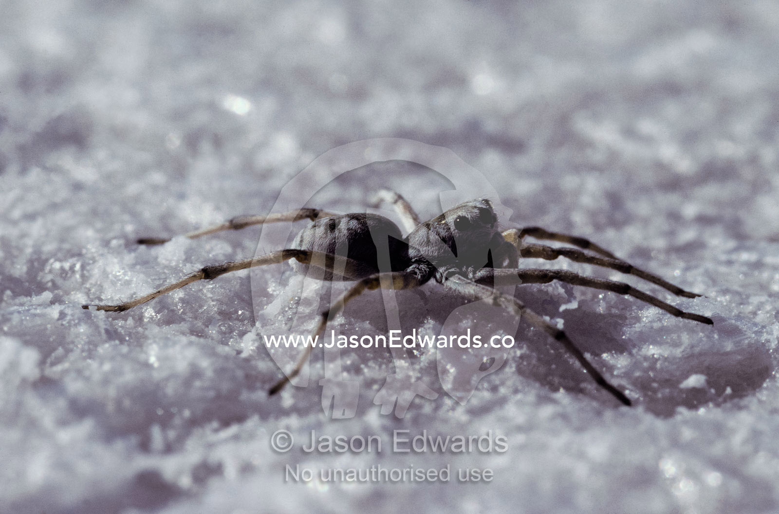 A Salt Lake Wolf Spider, Lycosa Eyrei, hunts on salt lakes chrystals. Lake Gairdner, Gawler Ranges National Park, South Australia.