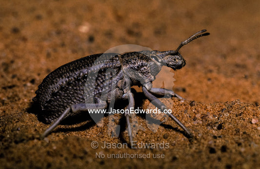 A large desert dwelling Weevil marches across  a sand dune. Unnamed Consersation Park, South Australia.