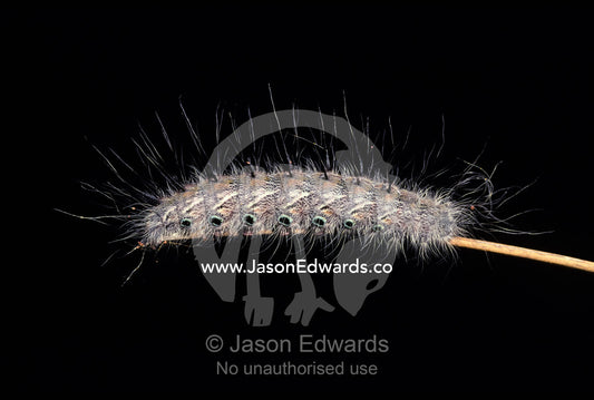 A Caterpillar covered in protective defensive hairs on a grass stem. Tallaringa Conservation Park, South Australia.