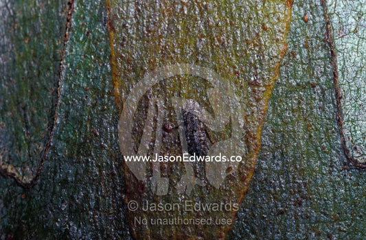 A Leafhopper (Family Cicadellidae) camouflaged on snow Gum tree bark. Alpine National Park Victoria Australia.