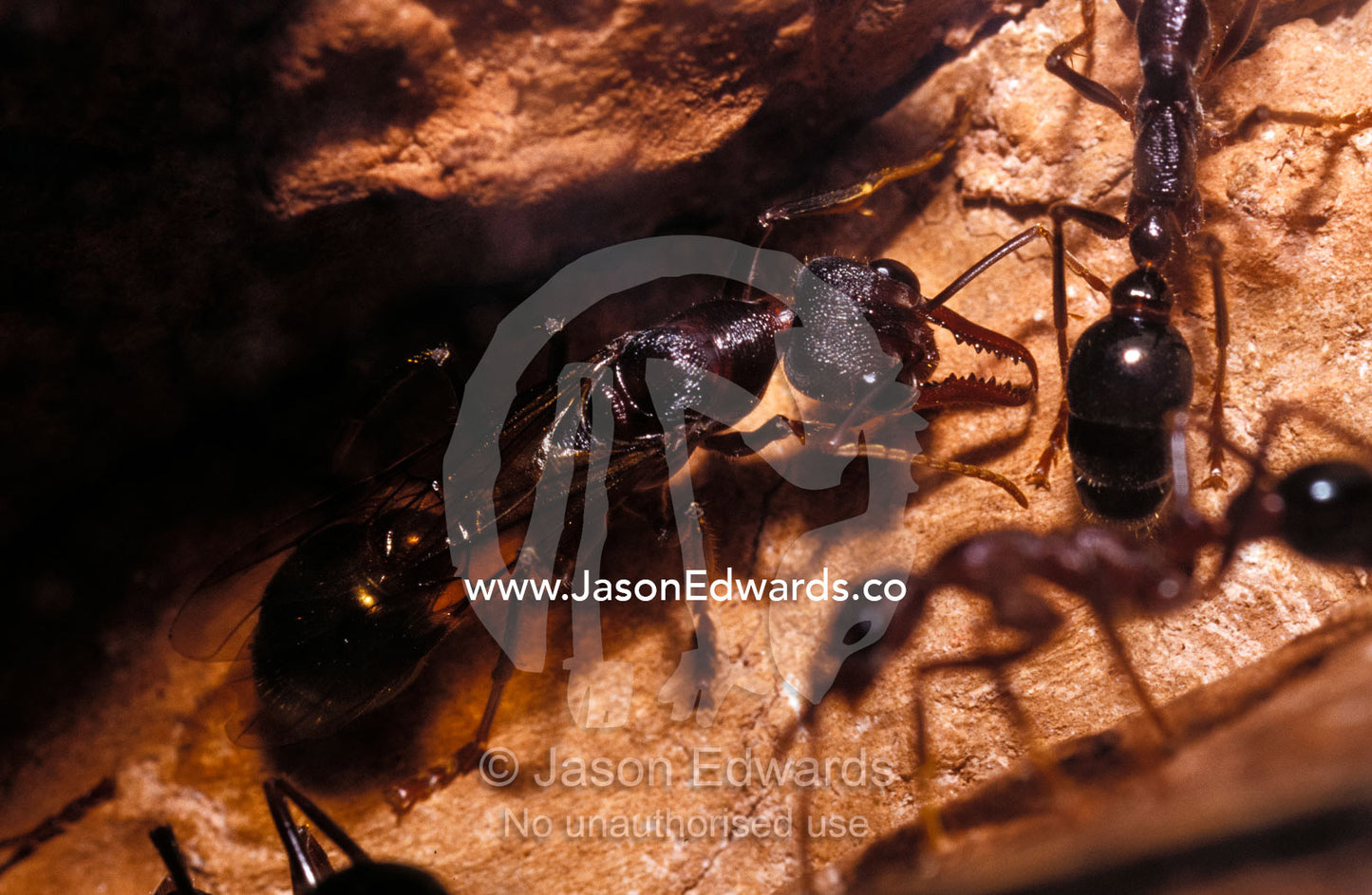 A queen Bull Dog Ant with nuptual wings inside the colony nest burrow. Healesville Victoria Australia.
