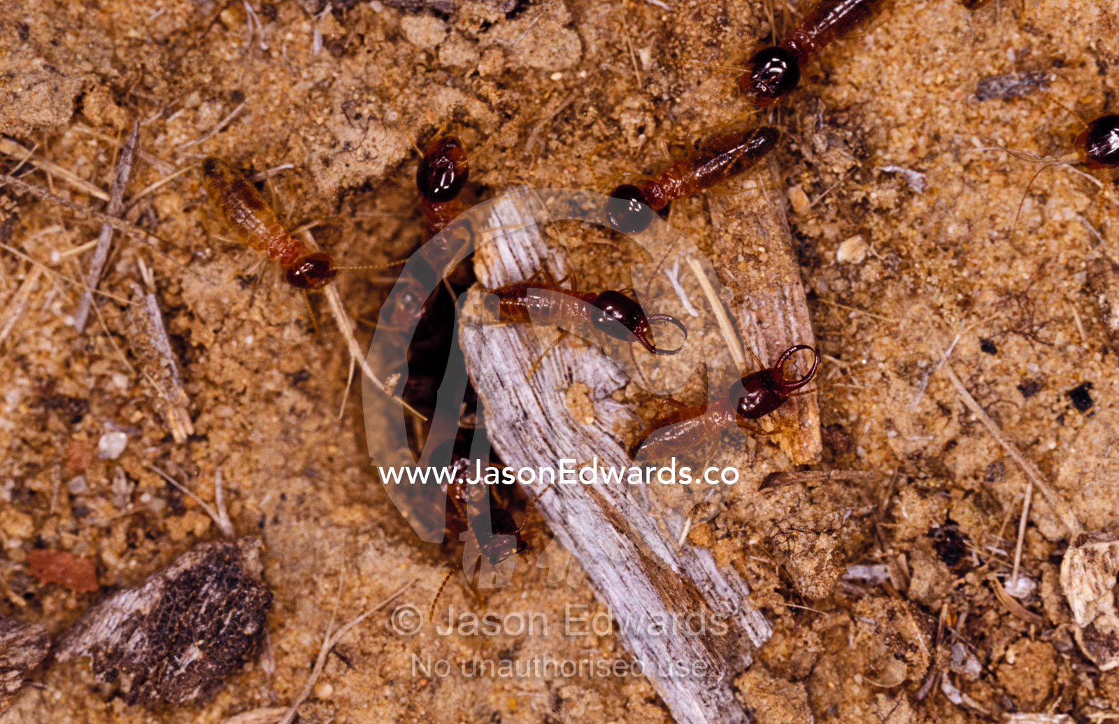 Soldier termites defend the nest and also Workers harvesting grass. Epping National Park (Scientific), Queensland, Australia.