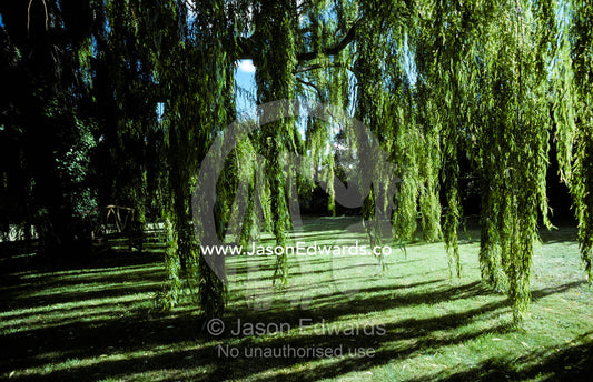 A Weeping Willow casts long, cool shadows onto a garden lawn. Hobart, Tasmania, Australia.