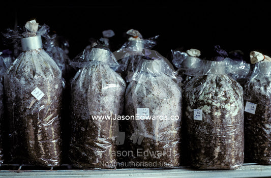 Preparing fertilizer growth medium for Shitaki Mushroom fungi. Warburton, Victoria, Australia.