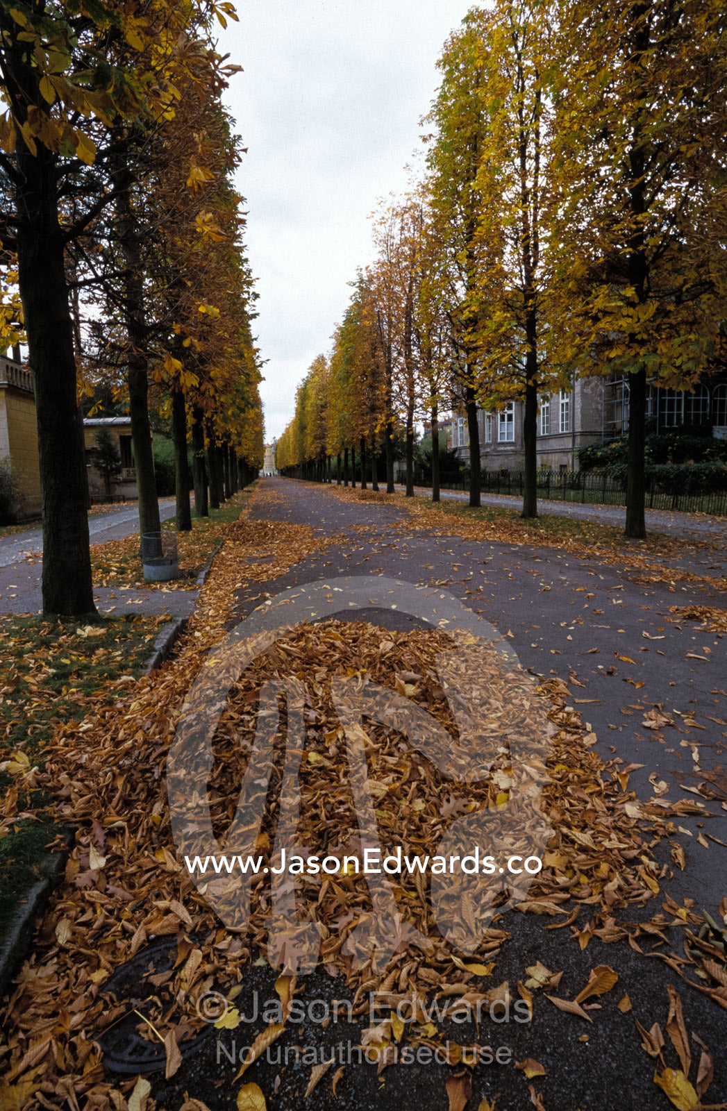 Autumn leaves fall from deciduous trees lining a residential street. Potsdam, Sans Souci Park, Brandenburg, Germany.