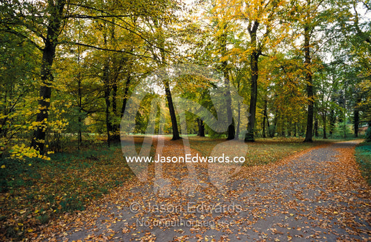 Fallen Autumn leaves on a path in the Sans Souci Park Palace gardens. Potsdam, Sans Souci Park, Brandenburg, Germany.