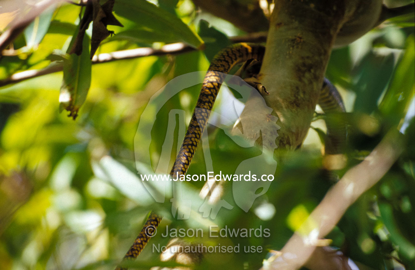 The tail of a Ratsnake disappears as it climbs into a forest  canopy. Habarana Tank, Sri Lanka.