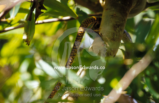 The tail of a Ratsnake disappears as it climbs into a forest  canopy. Habarana Tank, Sri Lanka.