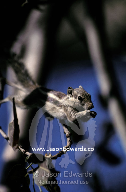 A cute Five-Striped Palm-Squirrel feeds in the forest tree tops. Ranthambhore National Park, Sawai Madhopur, India.