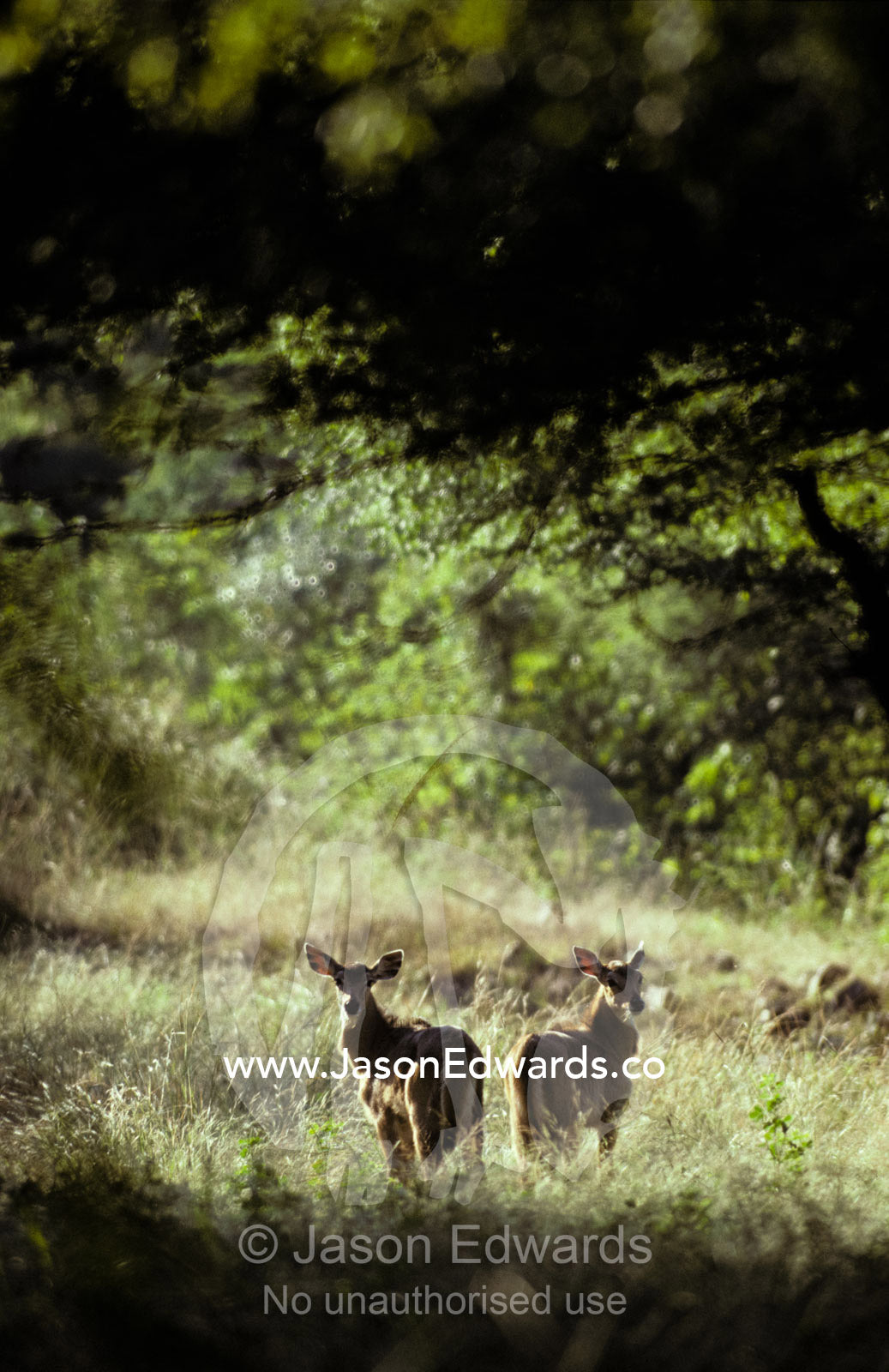 Nilgai fawns alert at dawn in a sunlit forest clearing. Ranthambhore National Park, Sawai Madhopur, India.