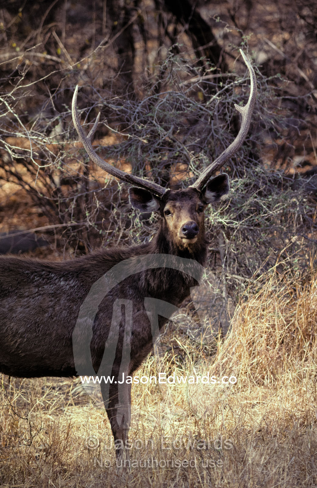 A Sambar Deer Stag with impressive antlers stands to attention. Ranthambhore National Park, Sawai Madhopur, India.