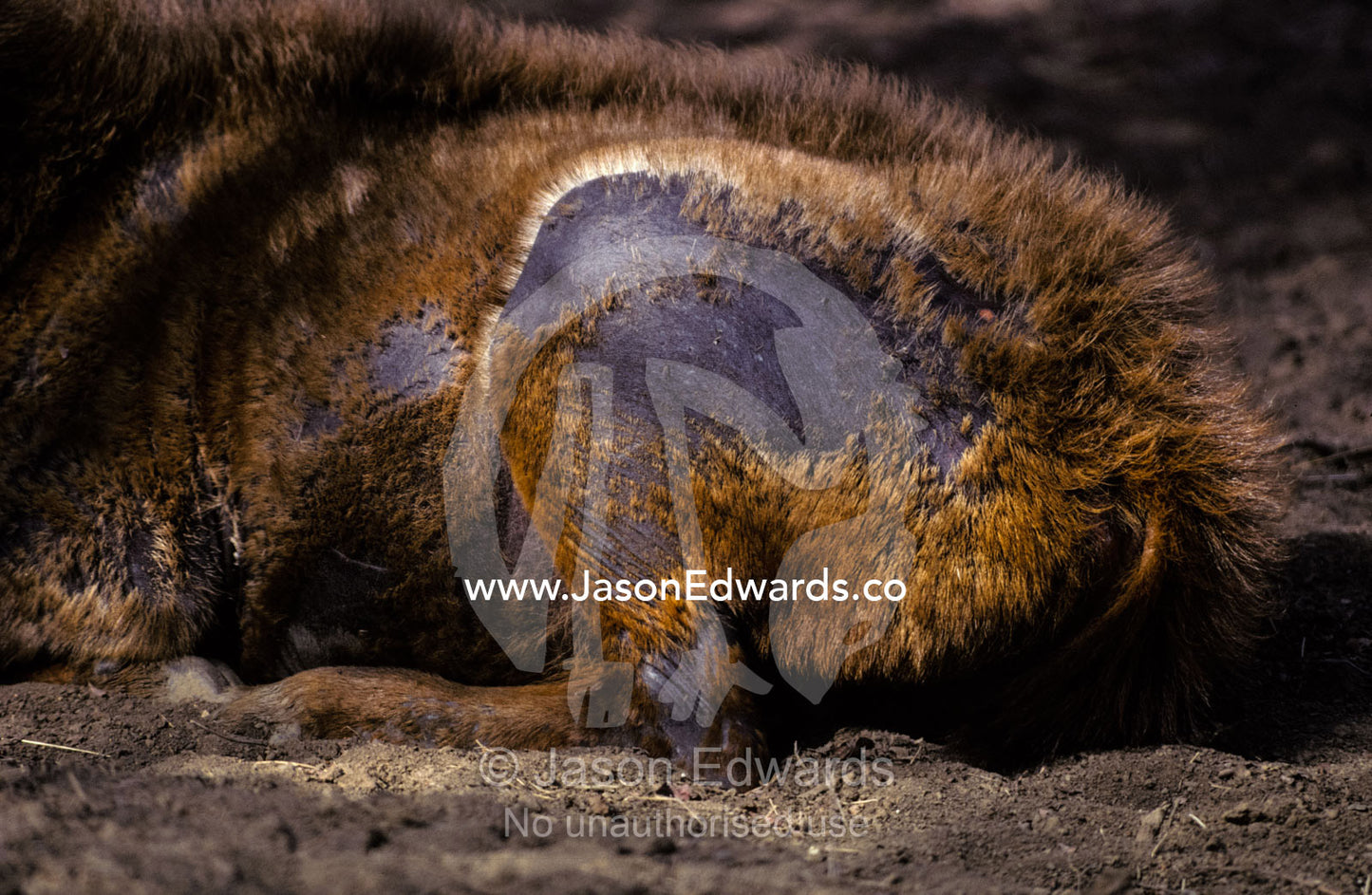 The haunch of a Sambar Deer, with moulting fur exposing its hide. Ranthambhore National Park, Sawai Madhopur, India.