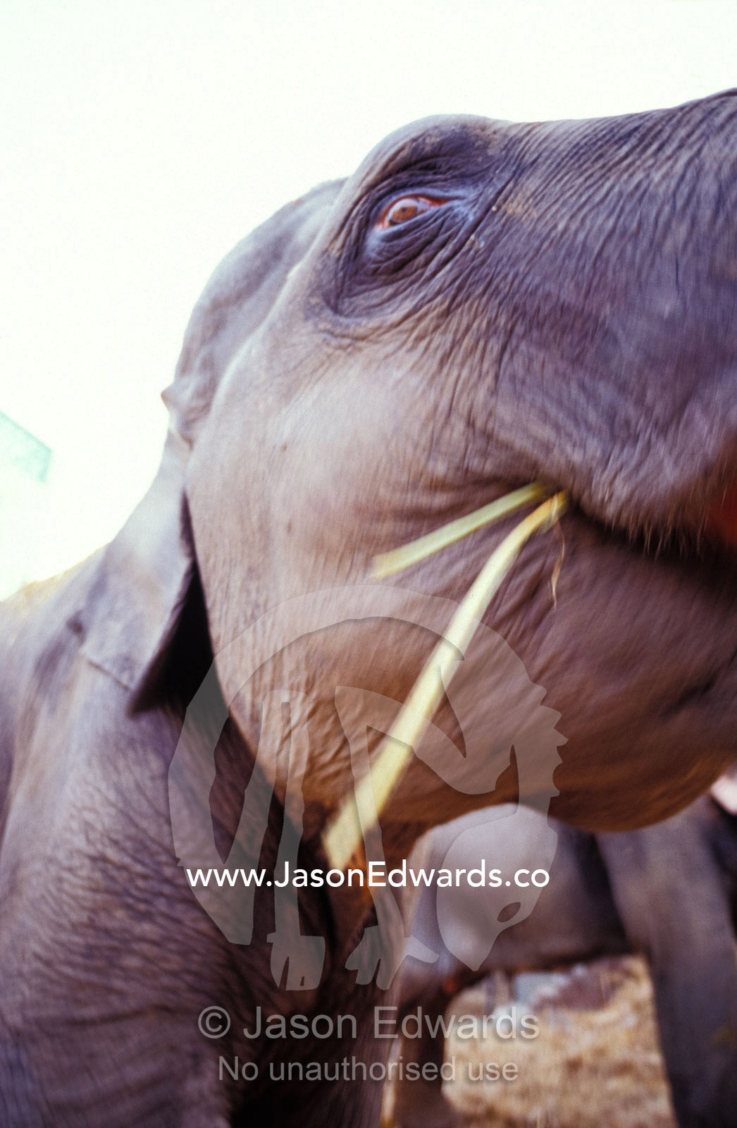 Close-up of an Asian Elephant head and eye feeding on bamboo. Mahavaton Ka Mohalla, Elephant owners area, Jaipur, India.