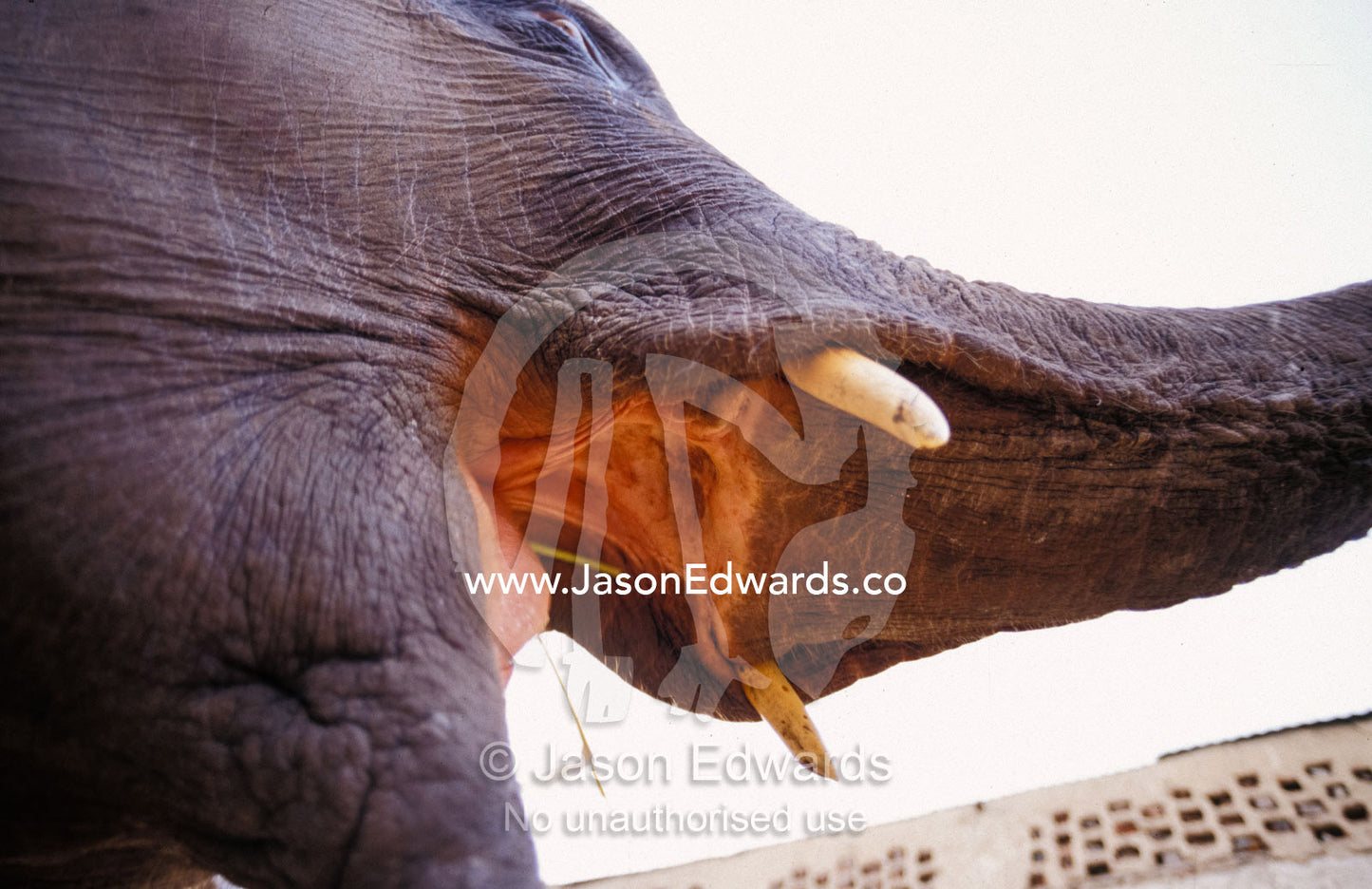An Asian Elephant's open mouth, tusks and trunk, seen from below. Mahavaton Ka Mohalla, Elephant owners area, Jaipur, India.
