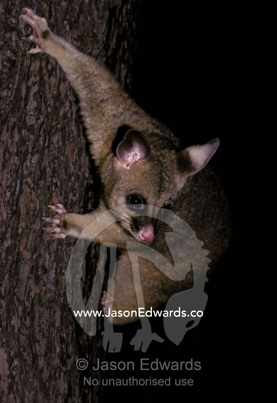 A Brushtail Possum descending a tree using its long claws to grip. Fitzroy Gardens, Melbourne, Victoria, Australia