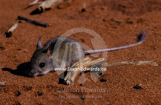 A timid nocturnal Spinifex Hopping Mouse rests on a red sand dune. Francois Peron National Park, Western Australia
