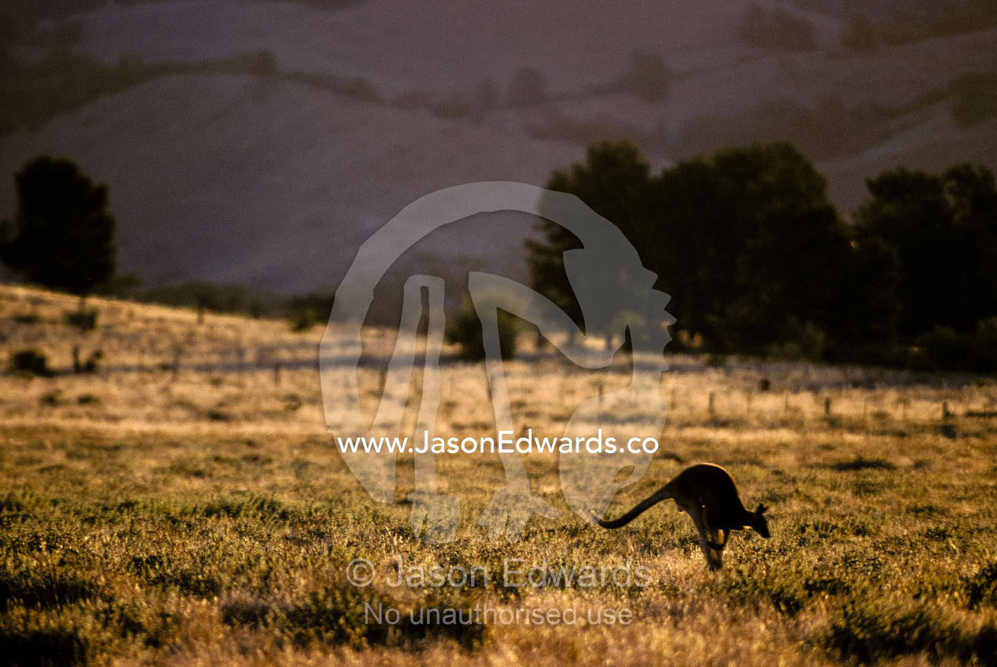 A Red Kangaroo leaping across a farmland paddock at sunset. Flinders Ranges National Park, South Australia.