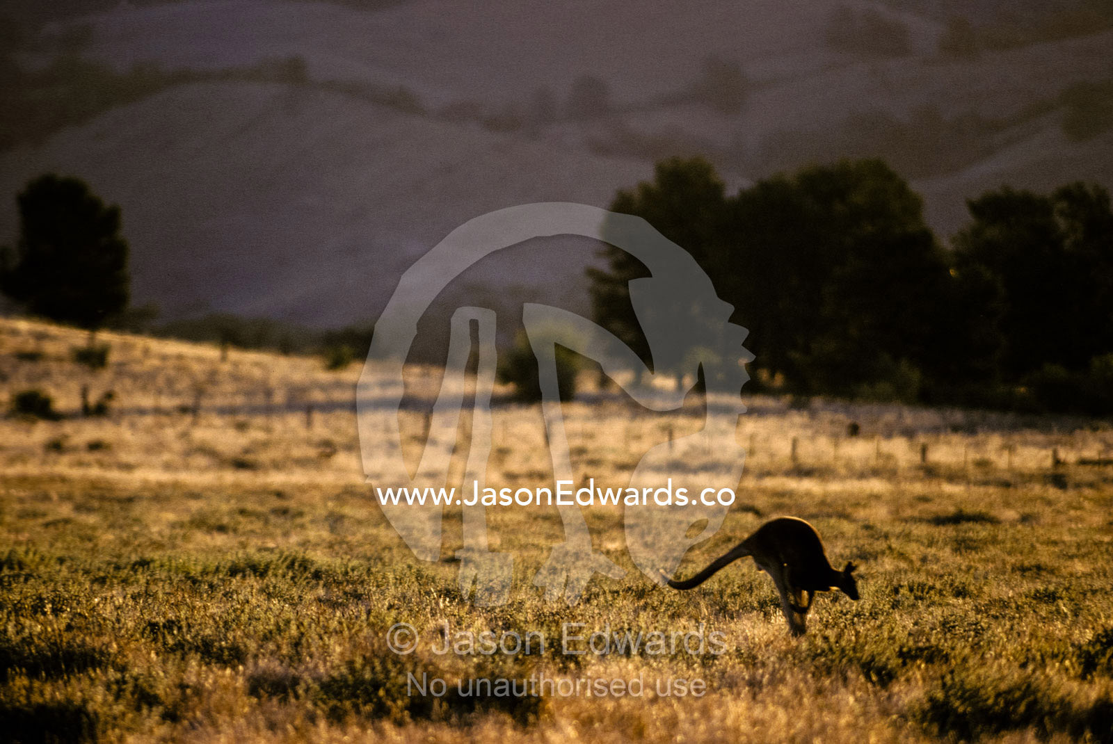 A Red Kangaroo leaping across a farmland paddock at sunset. Flinders Ranges National Park, South Australia.