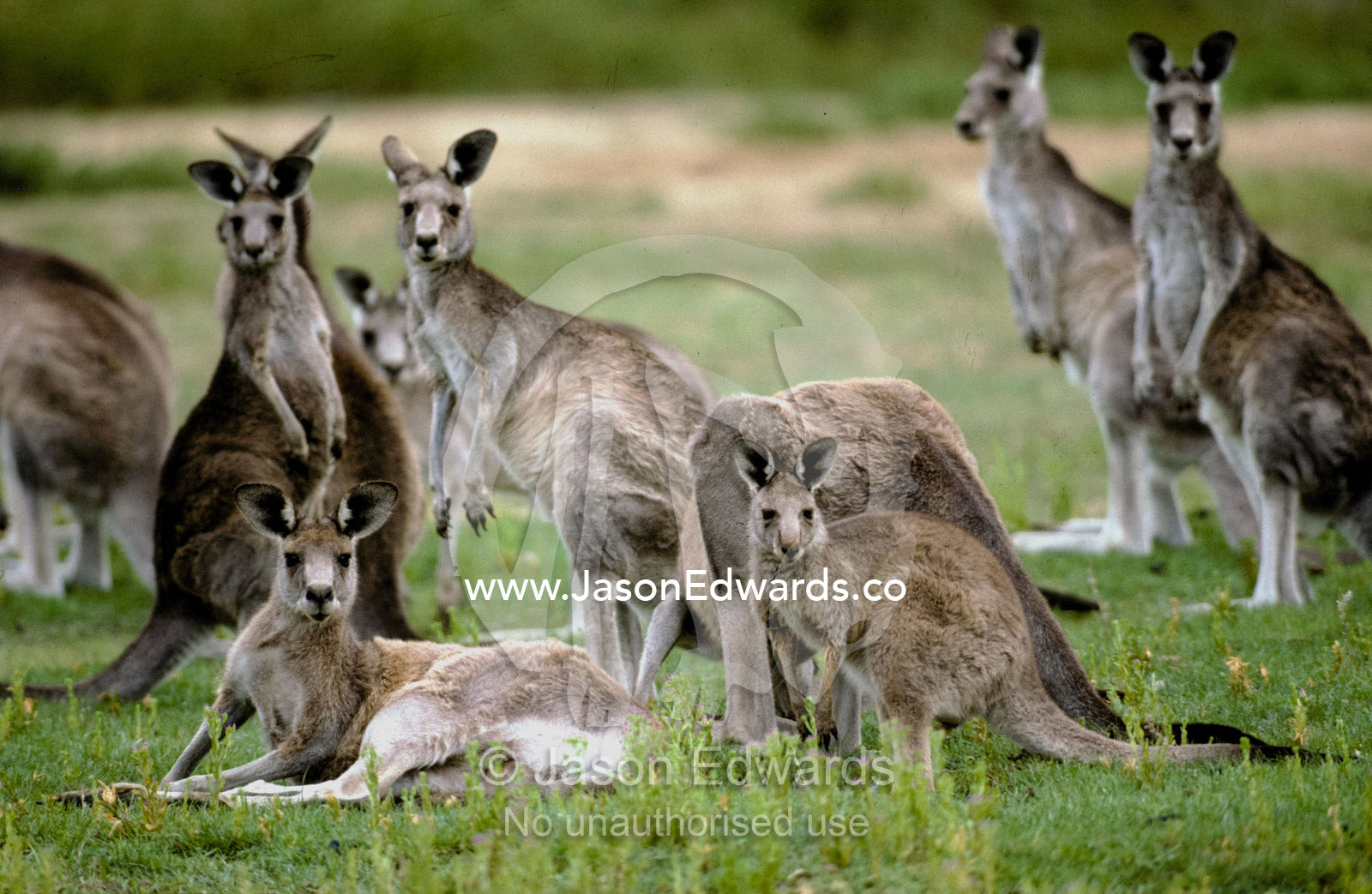 An alert mob of Eastern Grey Kangaroos standing and lying down. Kyabrum Fauna Park, Victoria, Australia.
