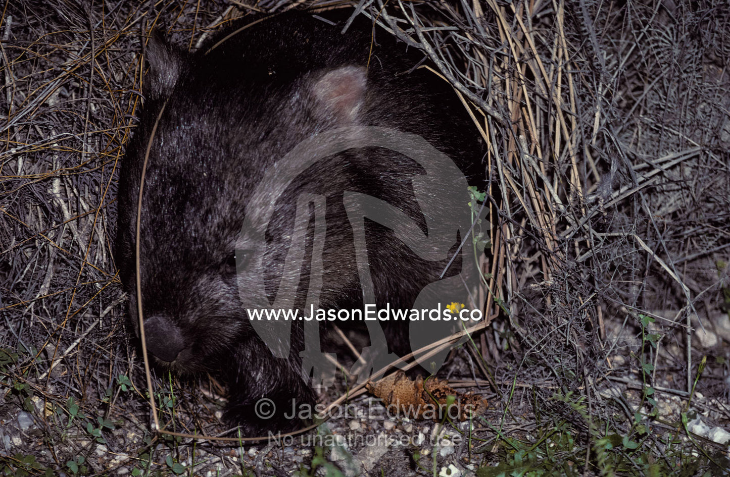 A Common Wombat leaving its burrow entrance to feed at night. Wilsons Promontory National Park, Victoria, Australia.
