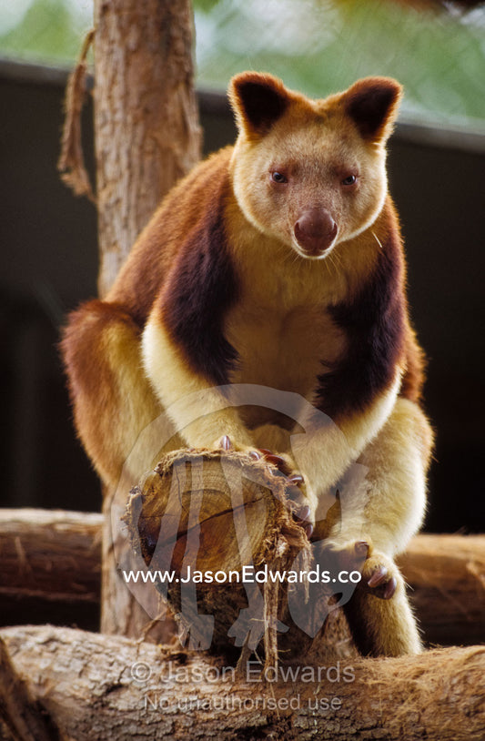 A captive Goodfellows Tree Kangaroo perched on a tree branch display. Melbourne Zoo, Victoria, Australia.