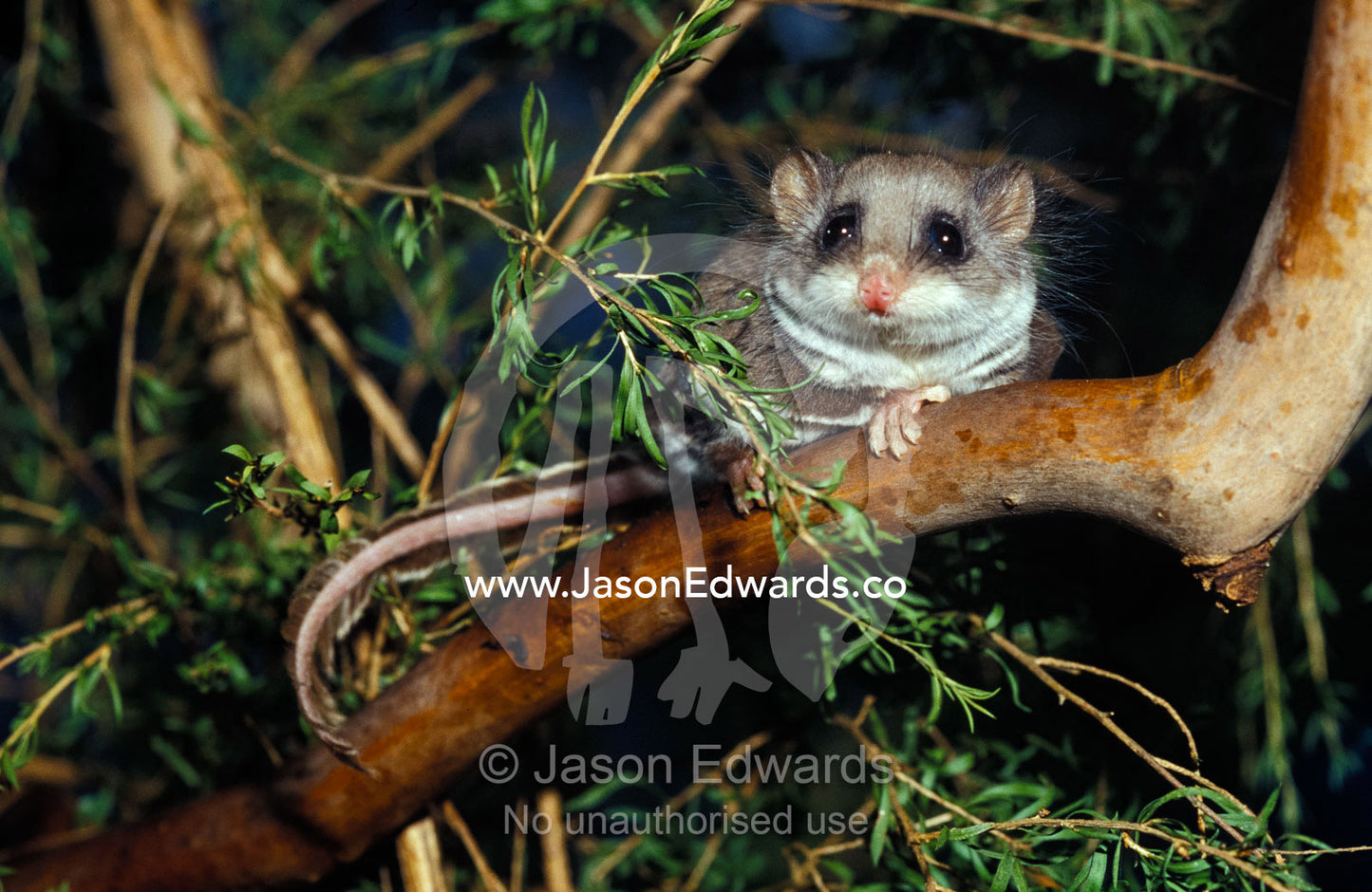 An alert Feathertail Glider with tail outstretched climbs a branch. Healesville Sanctuary, Victoria, Australia.