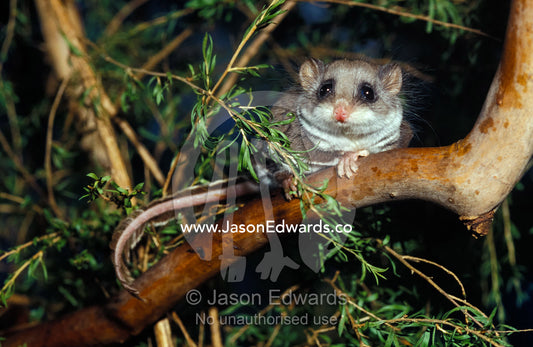 An alert Feathertail Glider with tail outstretched climbs a branch. Healesville Sanctuary, Victoria, Australia.