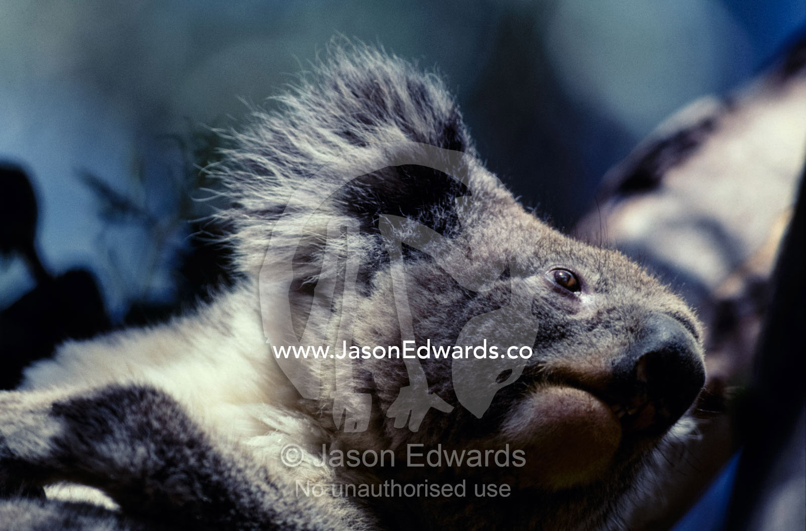 Close up of a Koala's head, detailing its furry ears, nose and teeth. Kangaroo Island, South Australia.