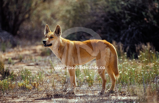 An alert Dingo standing in an open patch of desert wild flowers. Simpson Desert, Witjira National Park, South Australia.