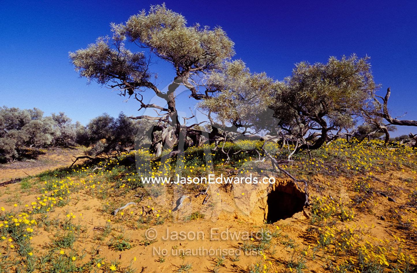 A Dingo's den dugout in a sand dune surrounded by wild flowers. Simpson Desert Conservation Park, South Australia.