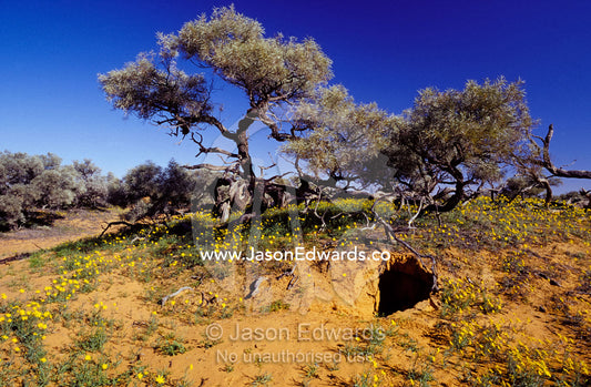 A Dingo's den dugout in a sand dune surrounded by wild flowers. Simpson Desert Conservation Park, South Australia.