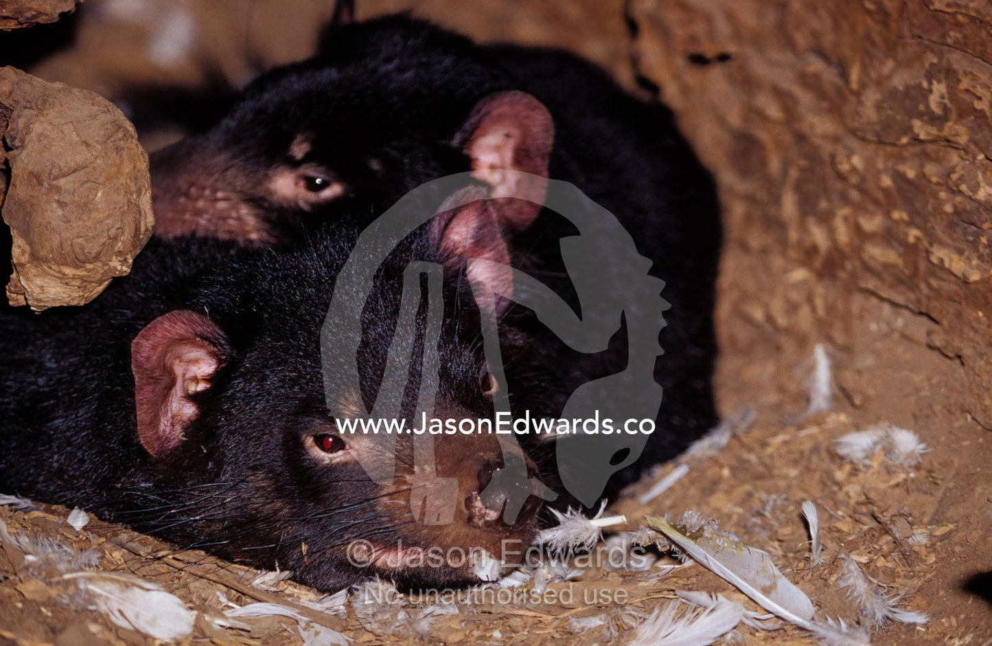 Tasmanian Devils rest in a hollow log with feathers left from a meal. Healesville Sanctuary, Victoria, Australia.