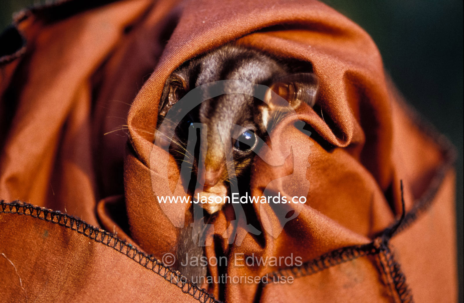 A cute endangered Leadbeaters Possum held captive in a restraint bag. Yellingbo Nature Conservation Park, Victoria, Australia.
